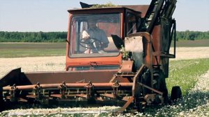Заготовка ромашки аптечной сорт Подмосковная