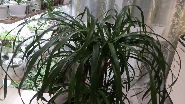 Комнатные Растения. Нолина( Бокарнея) Уход. смотреть онлайн