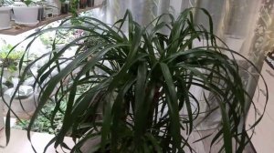 Комнатные Растения. Нолина( Бокарнея) Уход.