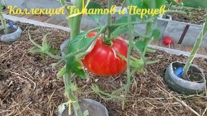 14. ОБЗОР СОРТОВ ТОМАТОВ В ТЕПЛИЦЕ. Август 2023 года.