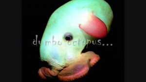 жуткие глубоководные рыбы-creepy deep sea fish