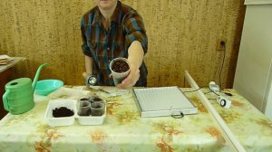 ЧЕМ ПОДСВЕТИТЬ РАССАДУ сравниваем 3 типа подсветки - испытание