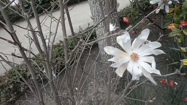 Magnolia estrellada: Magnolia stellata (www.riomoros.com) смотреть онлайн