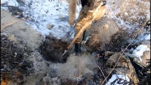 Охота с ягдтерьером на лису в тупиковой норе 2017