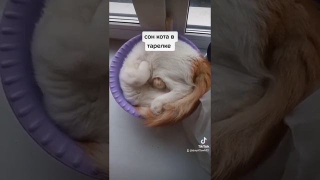 сон в тарелке смотреть онлайн