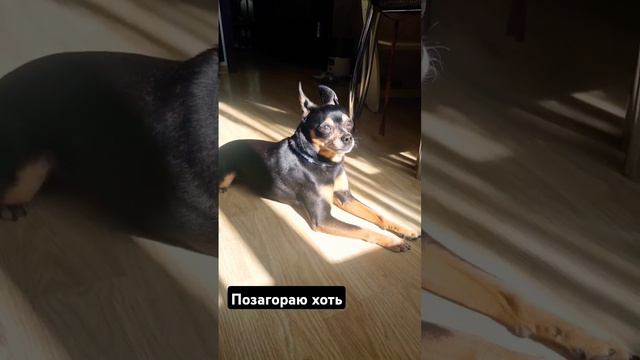 Перекличка! У кого работает YouTube?❓️🤔 Или вы вообще им не пользуетесь?#youtube #toyterrier #русск