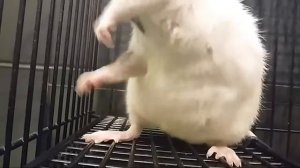 Моя Крыса| Уход, Корм, Клетка| Домашнии Крысы