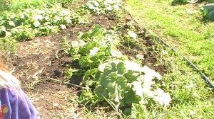 Многофункциональное использование земли, или, проще говоря, как на маленьком участке посадить ВСЕ!