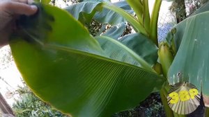 Банан японский(Músa básjoo) 2020 год