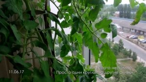 Балконные помидоры