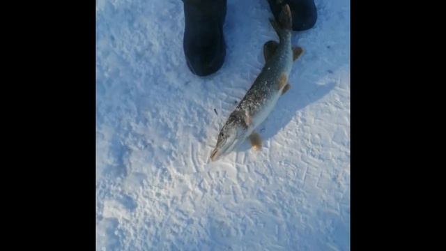 Рыбалка на жерлици на реке Омь 10 02 22г #рыбалкавсибири#fishing#жерлицы#щука#рыбалканажерлицы