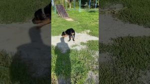 Утренняя прогулка с ротвейлером. Ротвейлер. 5 месяцев