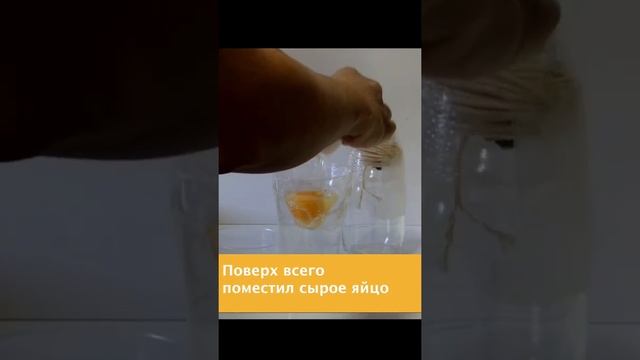 Развитие эмбрионы цыплёнка