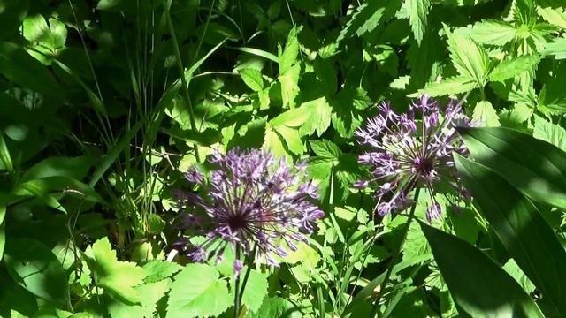 Дача в начале лета 2023 г. смотреть онлайн