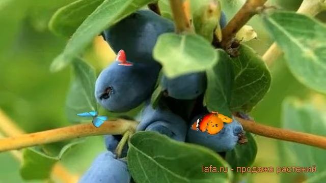 Жимолость съедобная Кокетка (lonicera koketka) ? обзор: как сажать, саженцы жимолости Кокетка смотреть онлайн