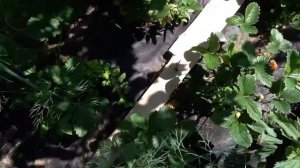 Начало сбора урожая клубники "Лорд" !!!