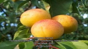 Рябина гранатная – вкусный десертный сорт для настоящих гурманов