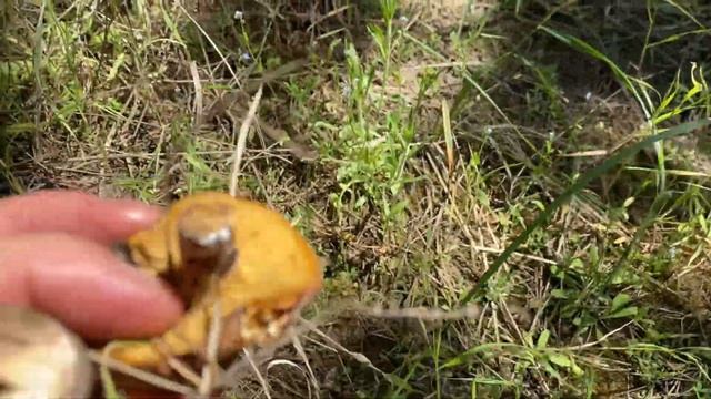 МАСЛЯТ МАЙСКИЕ ПРОДОЛЖАЮТ РАСТИ ОЧЕНЬ МНОГО ЧЕРВИВЫХ ГРИБОВ ЧТО ДЕЛАТЬ БРАТЬ ИЛИ ВЫКИНУТЬ смотреть онлайн