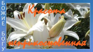 Красота неприкосновенная