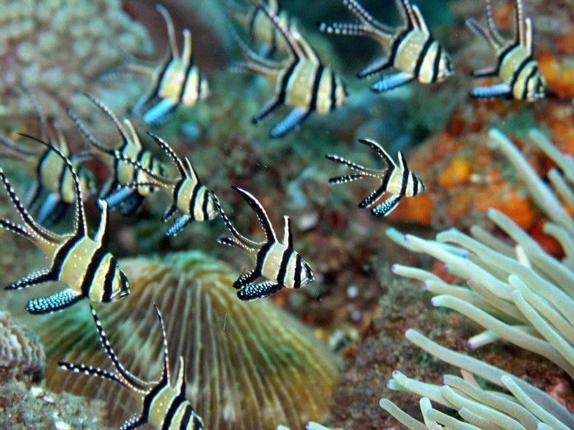 Д.Филд Ноктюрн №18. смотреть онлайн