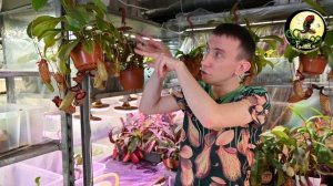 Что такое непентес ?