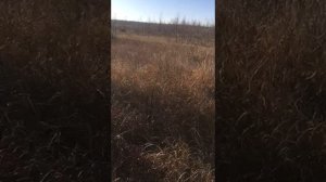 Классная работа Лайки по Кабану