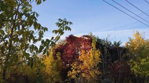 Краски осени (Большая Ельня, Нижегородская область) ?