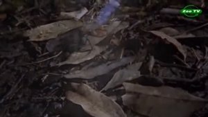 7 САМЫХ ЯДОВИТЫХ ЖИВОТНЫХ НА ПЛАНЕТЕ