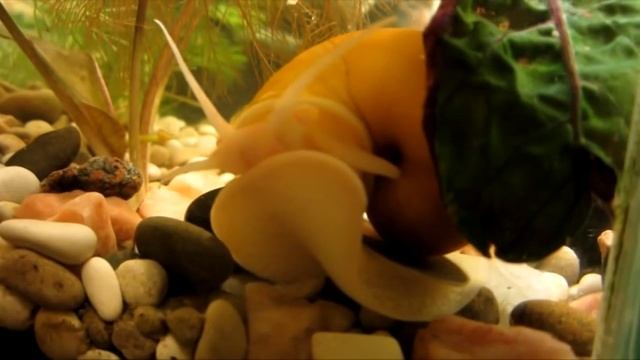 Аквариум. Улитки ампулярии.О содержании и размножении. смотреть онлайн