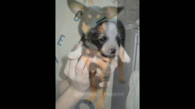 Щенки под опекой ВОБОО ПБЖ "Пёс и кот" смотреть онлайн