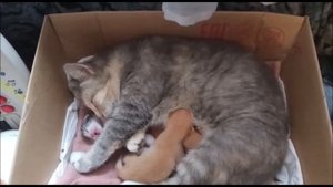 Котятам 7 дней Кошка с котятами