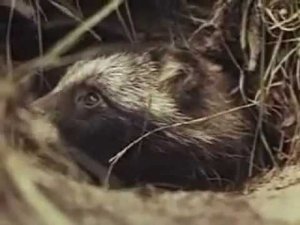 Енотовидная собака