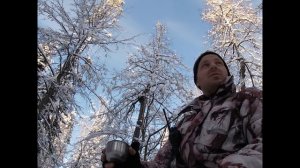 Охота на лося с лайкой 2020.Лоси все тут