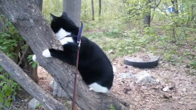 ЧЕРНО БЕЛЫЙ кот СТЁПКА 11 смотреть онлайн