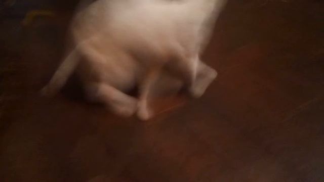 Ездили на днюху к Алине.Ее кошка Белянка. смотреть онлайн