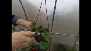 ПОДГОТОВКА ПЛЮЩЕЛИСТНОЙ АМПЕЛЬНОЙ ПЕЛАРГОНИИ К ЗИМОВКЕ! ОБРЕЗКА .УСЛОВИЯ ДЛЯ ЗИМОВКИ,