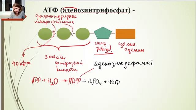 Все о ДНК, РНК. Нуклеиновые кислоты. Биология ЕГЭ. смотреть онлайн