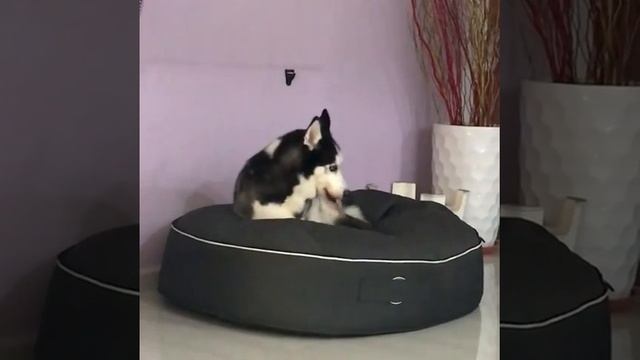 Самый мягкий лежак для собаки Pet Lounge