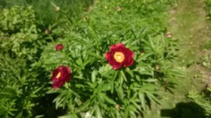 Paeonia John Harvard