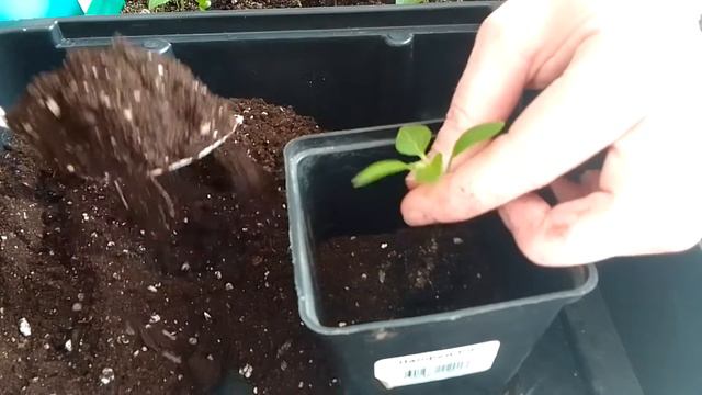 Как мы почти пикируем сладкий болгарский перец. смотреть онлайн