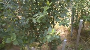 13. В. Железов. Жёлтая черешня и другие наблюдения.mp4