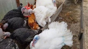 Зимнее содержание индюков в теплице.Начало.