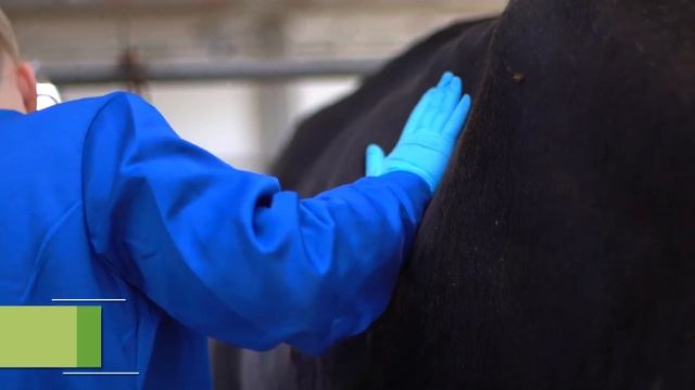 Один день из жизни буренки смотреть онлайн