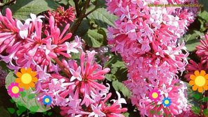 Сирень престона Мисс Канада. Краткий обзор, описание характеристик syringa prestoniae Miss Canada