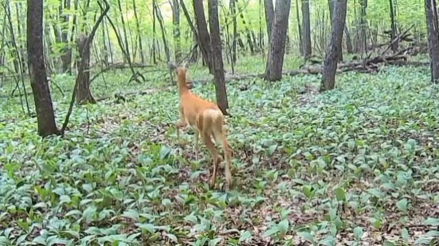 забавные животные.Касуля ,лиса и коза смотреть онлайн