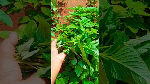 thotakura #saag #fresh green leaves #greenary #backyard #green