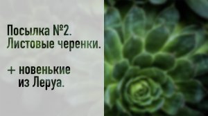 Посылка с суккулентами №2. Листовые черенки. + новенькие из Леруа