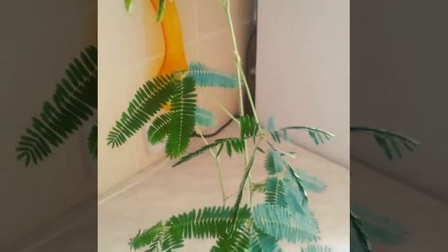 Свойства мимозы стыдливой смотреть онлайн