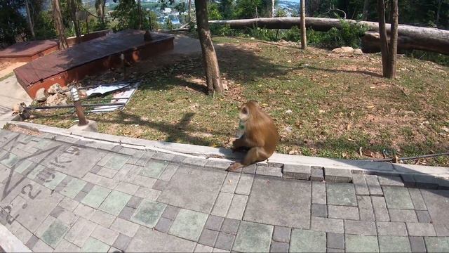 Таиланд Пхукет 2023 гора обезьян, напали обезьяны. смотреть онлайн