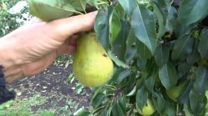Самая скороплодная груша ХАРРОУ СВИТ